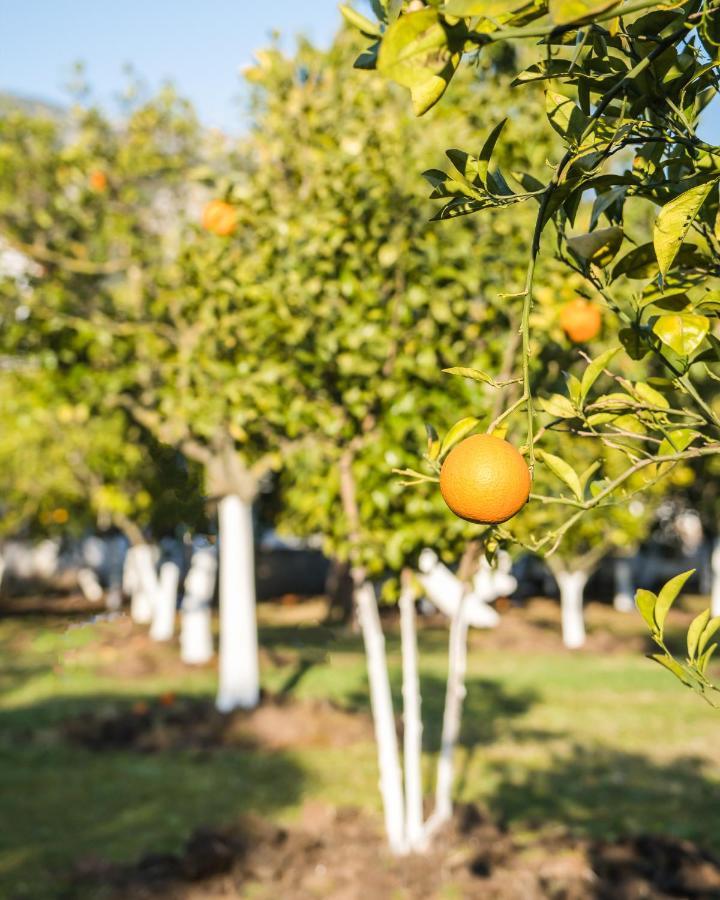 Oase Garden Hotel Çıralı Eksteriør billede
